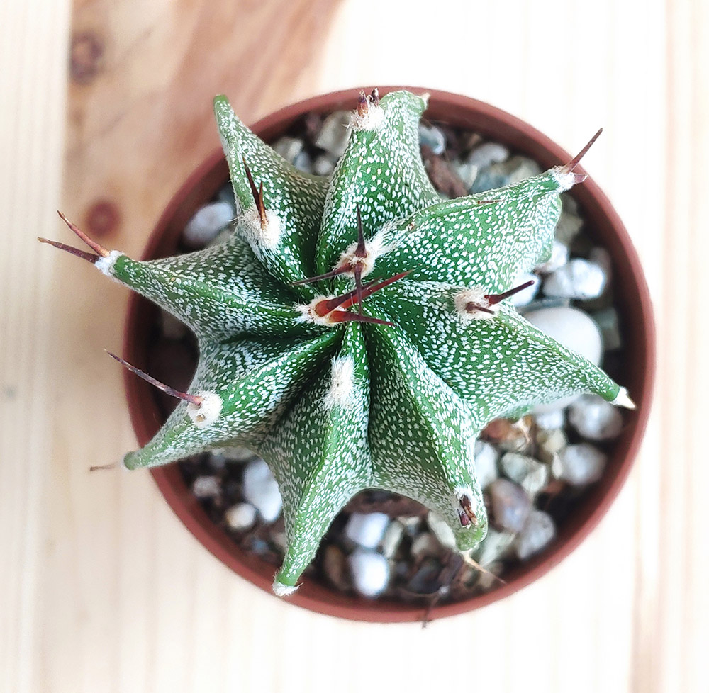 Astrophytum ORNATUM - Астрофитум Украшенный, 3 семени — изображение 2