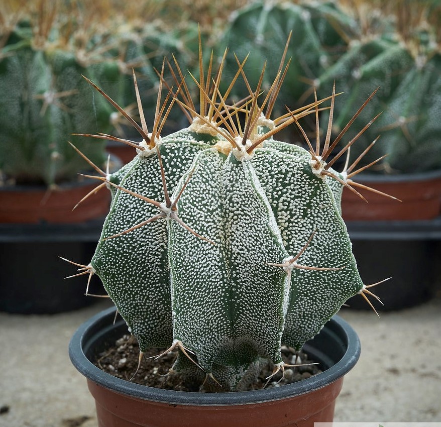 Astrophytum ORNATUM - Астрофитум Украшенный, 3 семени — изображение 3