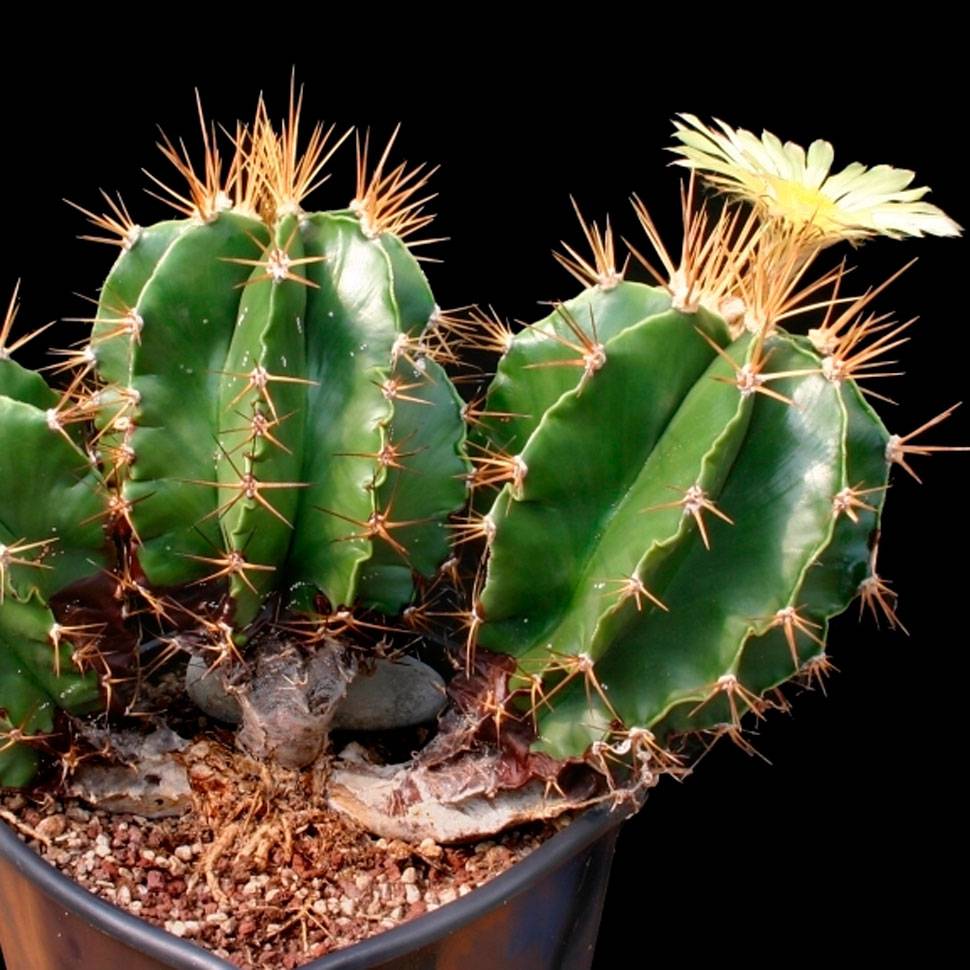Astrophytum ORNATUM GLABRESCENS - Астрофитум Украшенный Оголяющийся, 3 семени — изображение 2