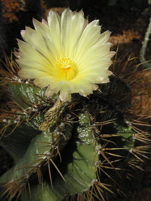 Astrophytum ORNATUM GLABRESCENS - Астрофитум Украшенный Оголяющийся, 3 семени