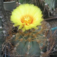Astrophytum SENILE v AUREUM Viesca - Астрофитум Старческий вар. Золотистый, 3 семени