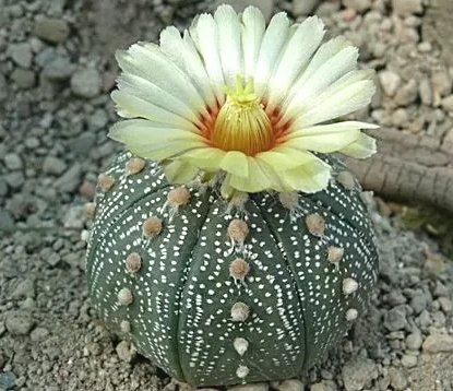 Astrophytum ASTERIAS KULTUR - Астрофитум Звездчатый Культур, 3 семени