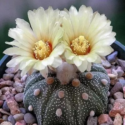 Astrophytum ASTERIAS KULTUR - Астрофитум Звездчатый Культур, 3 семени — изображение 2