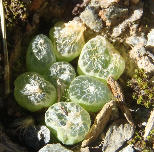 Bulbine MESEMBRYANTHEMOIDES - Бульбина Мезембриантемовидная, 2 семени — изображение 2
