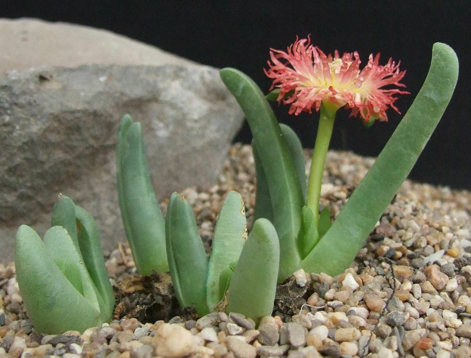 Cheiridopsis CUPREA - Хейридопсис Медный, 3 семени — изображение 2