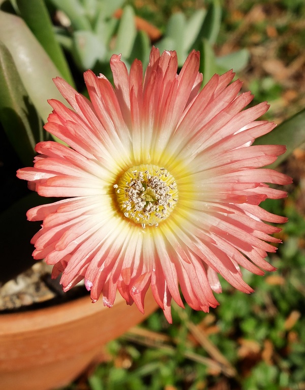 Cheiridopsis CUPREA - Хейридопсис Медный, 3 семени