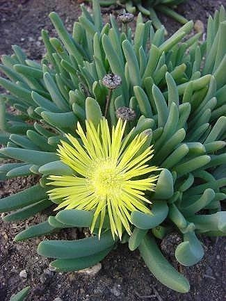 Cheiridopsis MARLOTHII - Хейридопсис Марлота, 3 семени