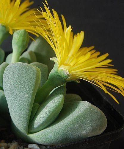 Cheiridopsis VANZYLII - Хейридопсис Ван Зила, 3 семени