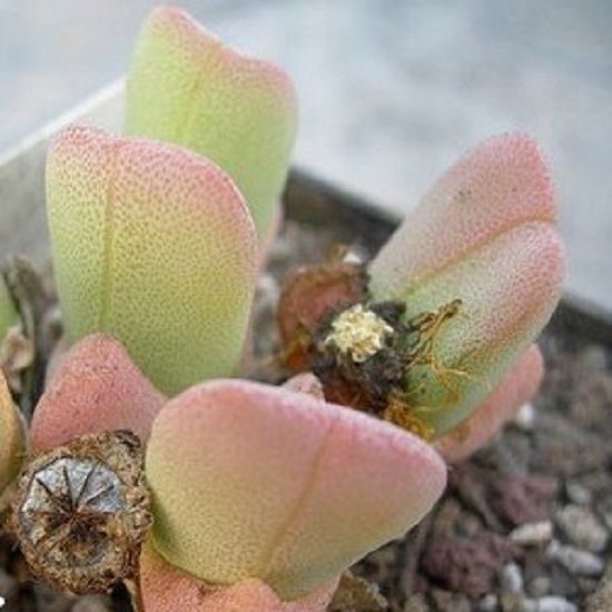 Cheiridopsis VANZYLII - Хейридопсис Ван Зила, 3 семени — изображение 2