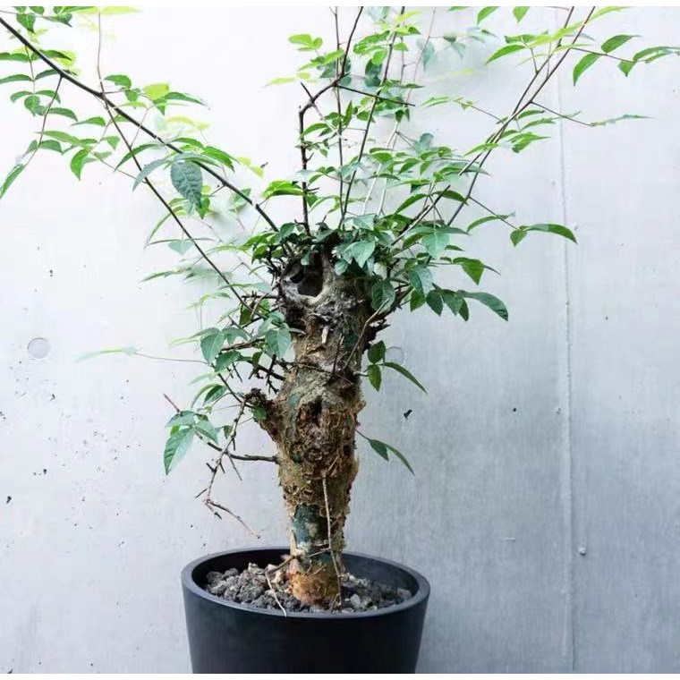 Commiphora AFRICANA v GLAUCIDULA - Коммифора Африканская Глацидула, 1 семя