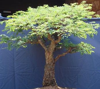 Commiphora AFRICANA v GLAUCIDULA - Коммифора Африканская Глацидула, 1 семя — изображение 4