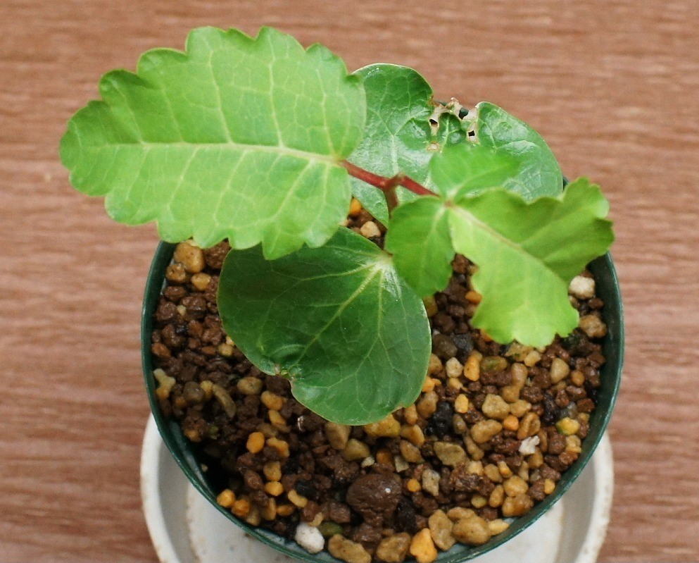 Commiphora AFRICANA v GLAUCIDULA - Коммифора Африканская Глацидула, 1 семя — изображение 5