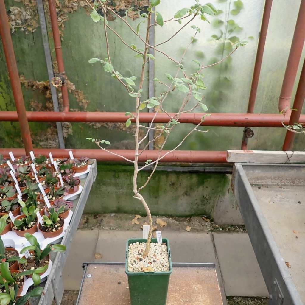 Commiphora AFRICANA v GLAUCIDULA - Коммифора Африканская Глацидула, 1 семя — изображение 2