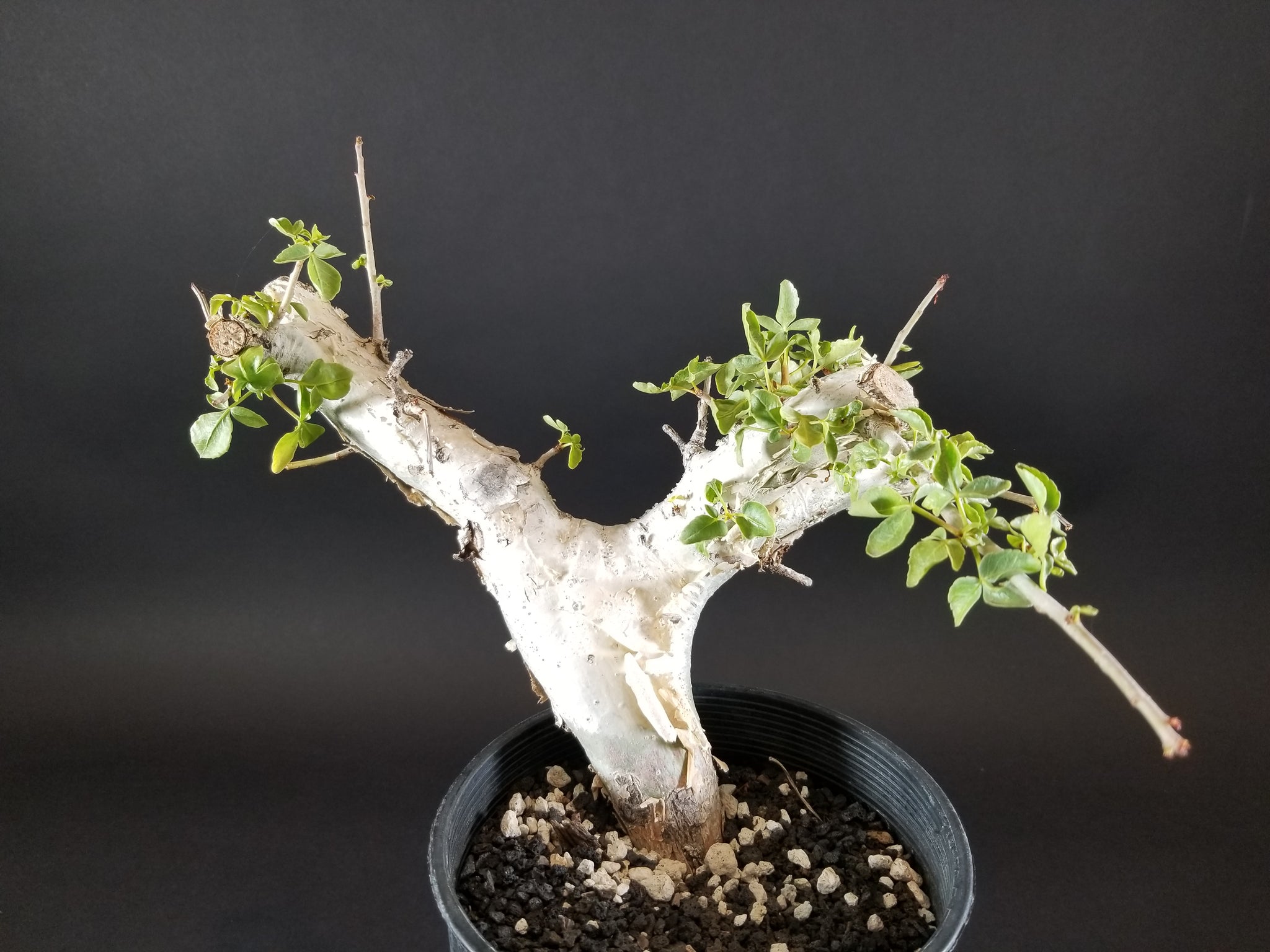 Commiphora HOLTZIANA - Коммифора Холтзана, 1 семя