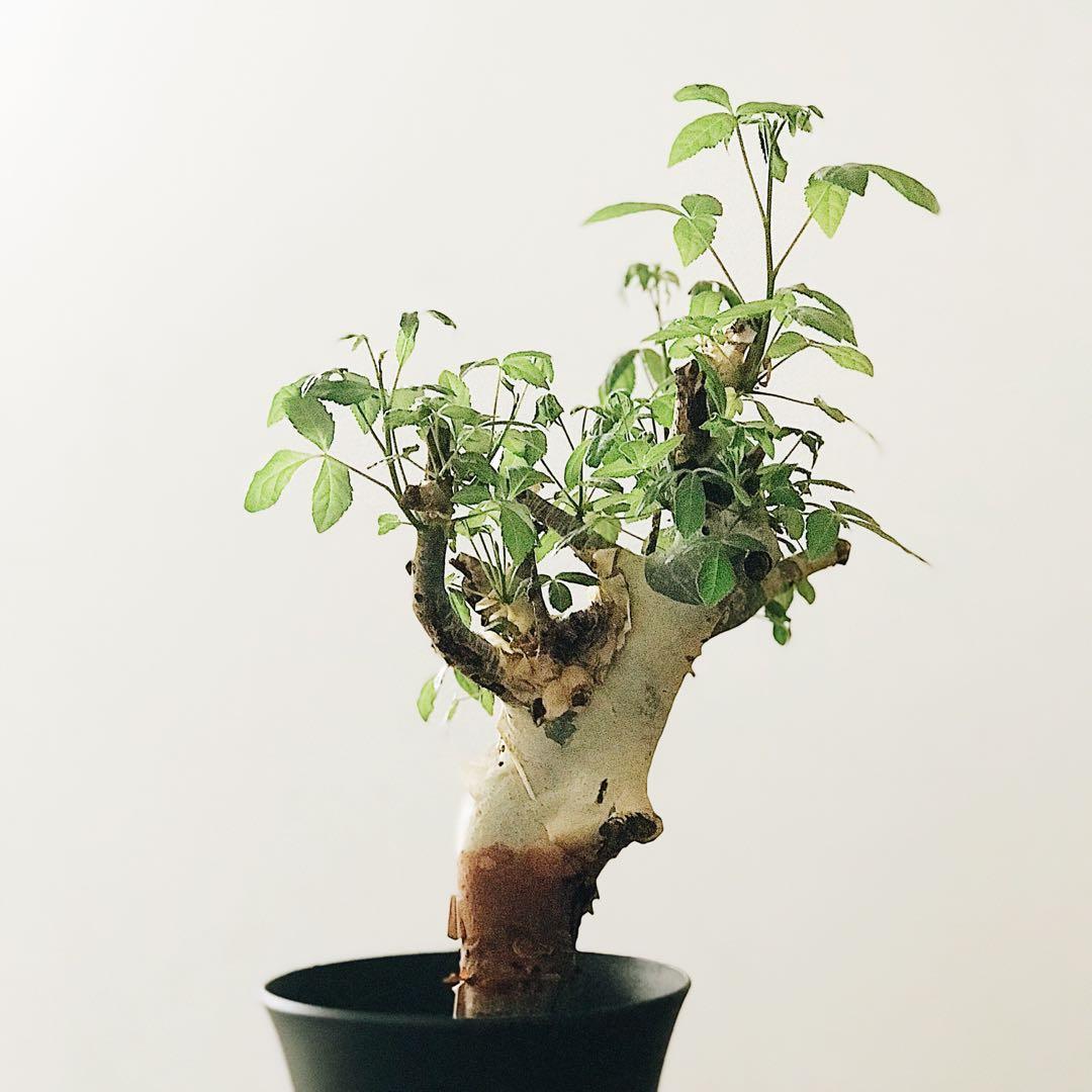 Commiphora HOLTZIANA - Коммифора Холтзана, 1 семя — изображение 2