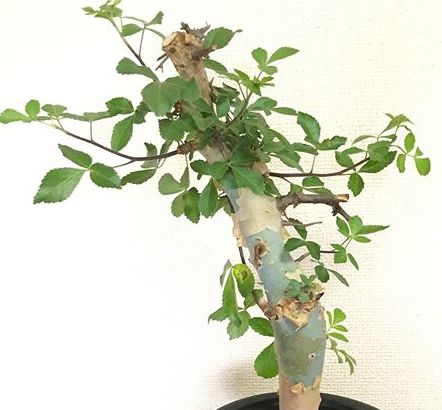 Commiphora HOLTZIANA - Коммифора Холтзана, 1 семя — изображение 3