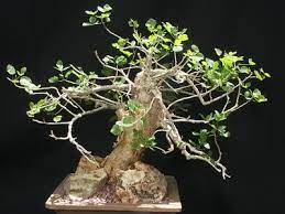 Commiphora MONSTRUOSA - Коммифора Монструоза, 1 семя