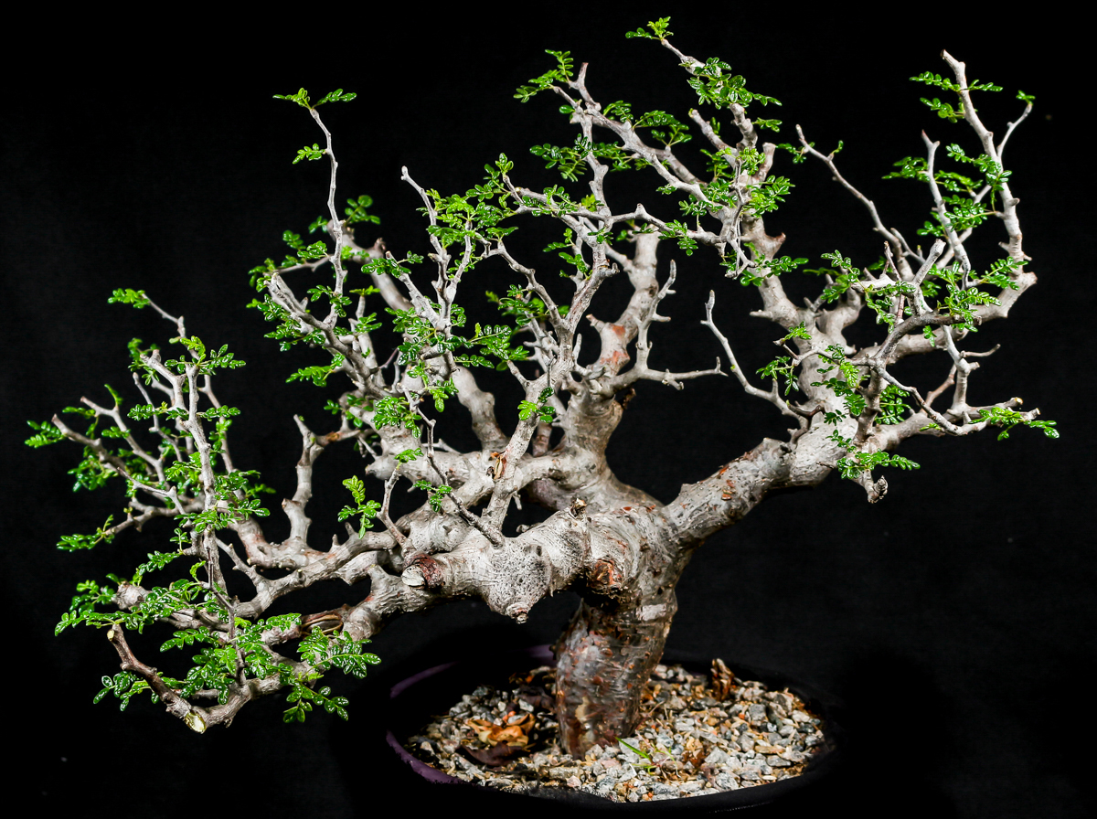 Commiphora MONSTRUOSA - Коммифора Монструоза, 1 семя — изображение 2