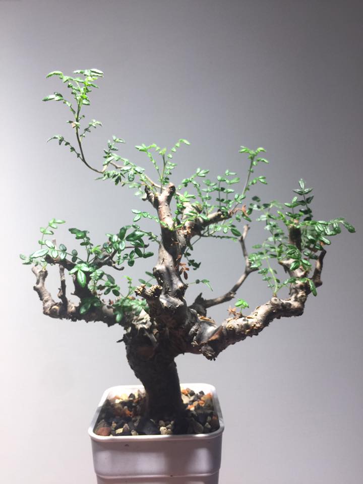 Commiphora MONSTRUOSA - Коммифора Монструоза, 1 семя — изображение 3