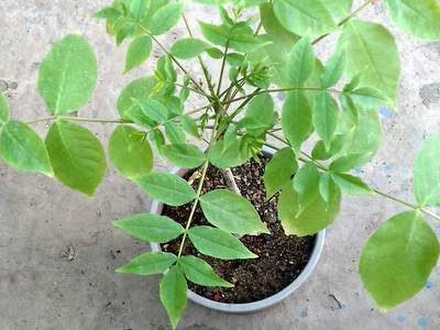 Commiphora UNILOBATA - Коммифора Юнилобата, 1 семя — изображение 5