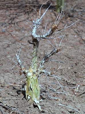 Commiphora UNILOBATA - Коммифора Юнилобата, 1 семя — изображение 4