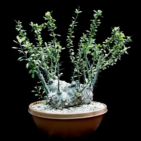 Commiphora UNILOBATA - Коммифора Юнилобата, 1 семя