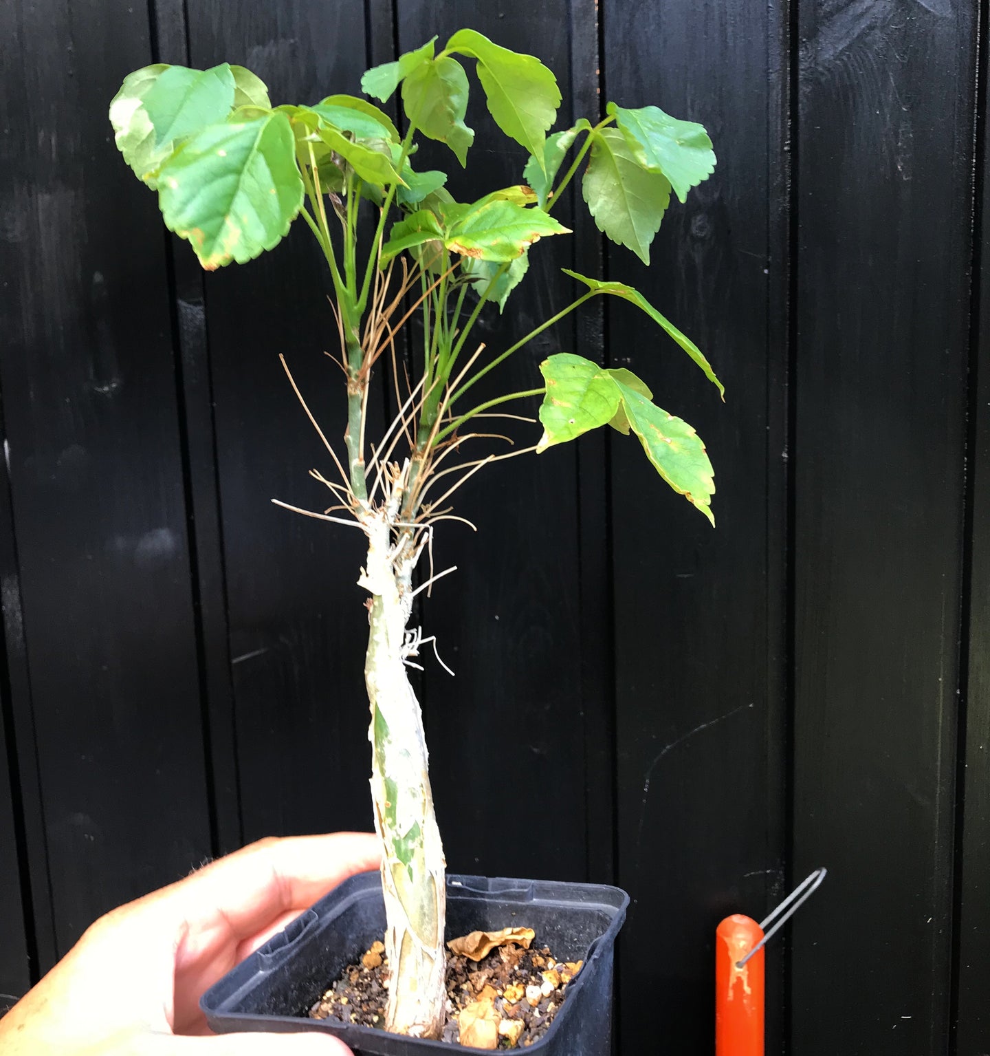 Commiphora UNILOBATA - Коммифора Юнилобата, 1 семя — изображение 2