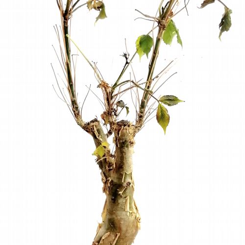 Commiphora UNILOBATA - Коммифора Юнилобата, 1 семя — изображение 3