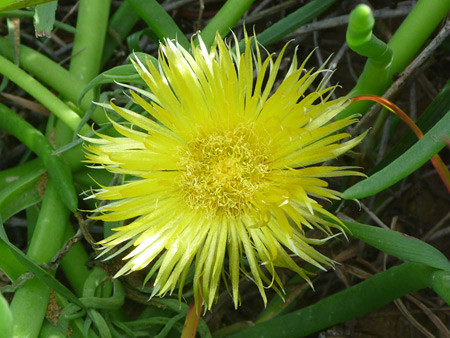 Conicosia CAPENSE - Коникосия Капенса, 5 семян — изображение 2