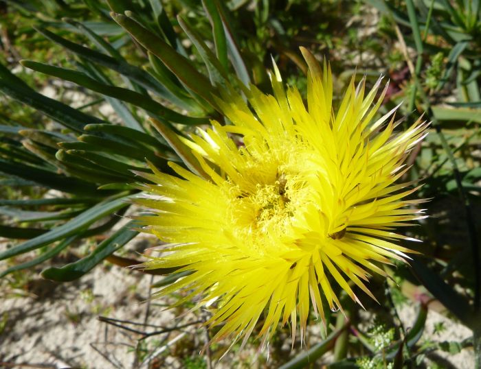 Conicosia PUGIONIFORMIS - Коникосия Кинжаловидная, 5 семян — изображение 3