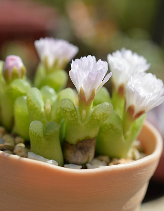 Conophytum LONGUM OPHTHALMOPHYLLUM - Конофитум Длинный Офтальмофиллум, 3 семени — изображение 2