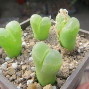 Conophytum LONGUM OPHTHALMOPHYLLUM - Конофитум Длинный Офтальмофиллум, 3 семени — изображение 3
