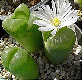Conophytum LONGUM OPHTHALMOPHYLLUM - Конофитум Длинный Офтальмофиллум, 3 семени — изображение 4