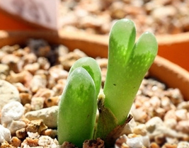 Conophytum LONGUM OPHTHALMOPHYLLUM - Конофитум Длинный Офтальмофиллум, 3 семени