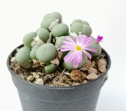 Conophytum MINUTUM - Конофитум Миниатюрный, 3 семени