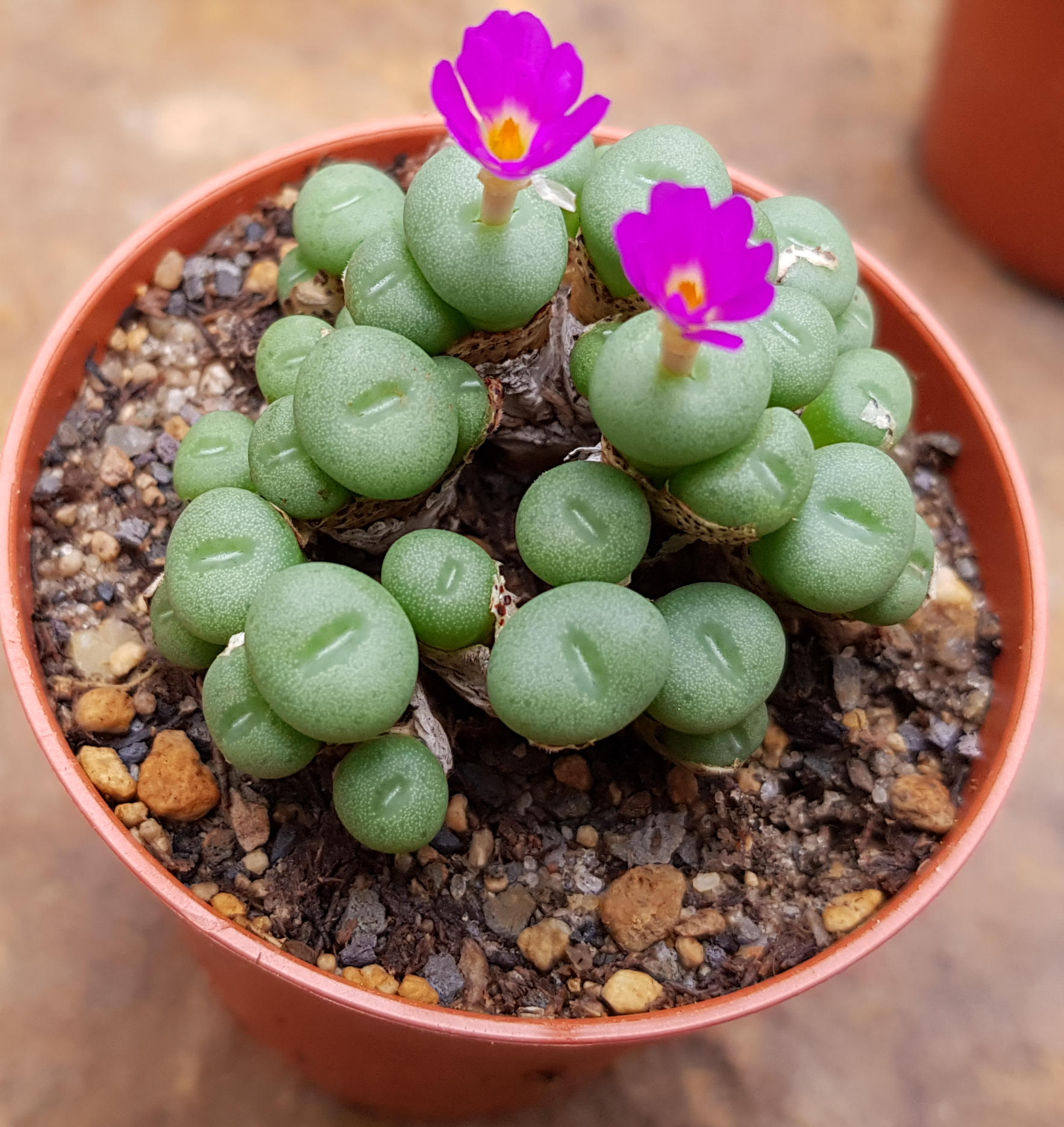 Conophytum MINUTUM - Конофитум Миниатюрный, 3 семени — изображение 2