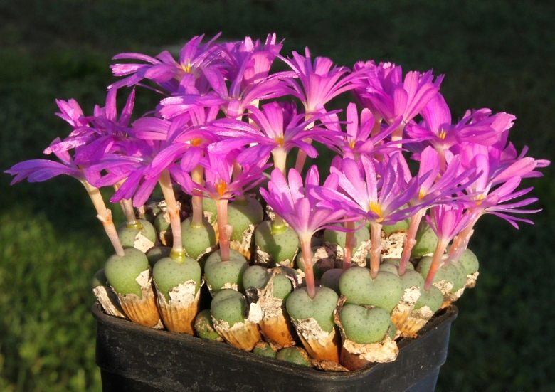 Conophytum MINUTUM - Конофитум Миниатюрный, 3 семени — изображение 3