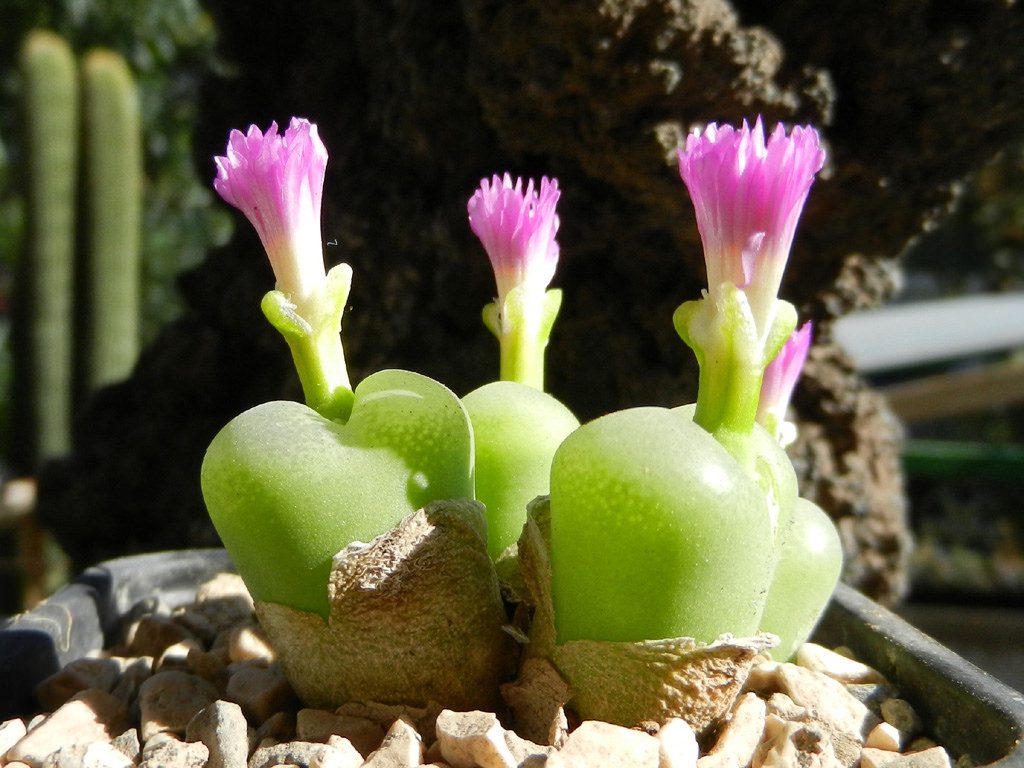 Conophytum SUBFENESTRATUM - Конофитум Мелкоокончатый, 3 семени