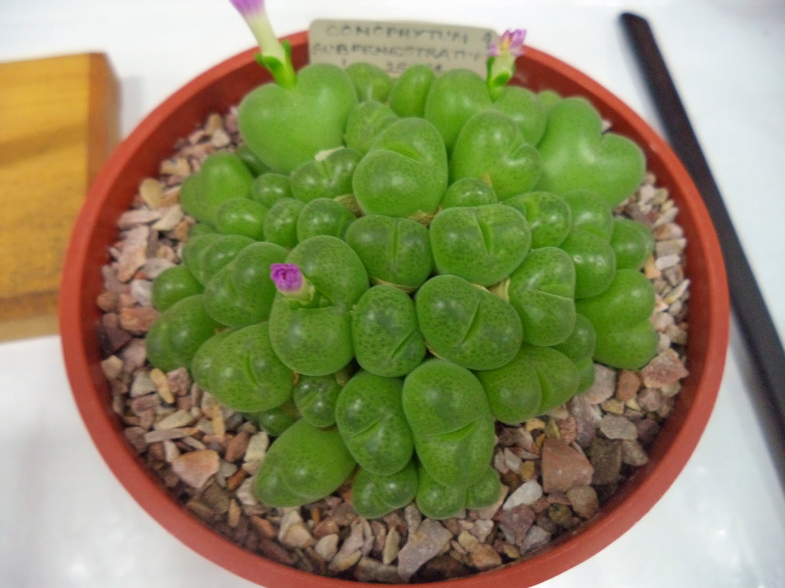Conophytum SUBFENESTRATUM - Конофитум Мелкоокончатый, 3 семени — изображение 3
