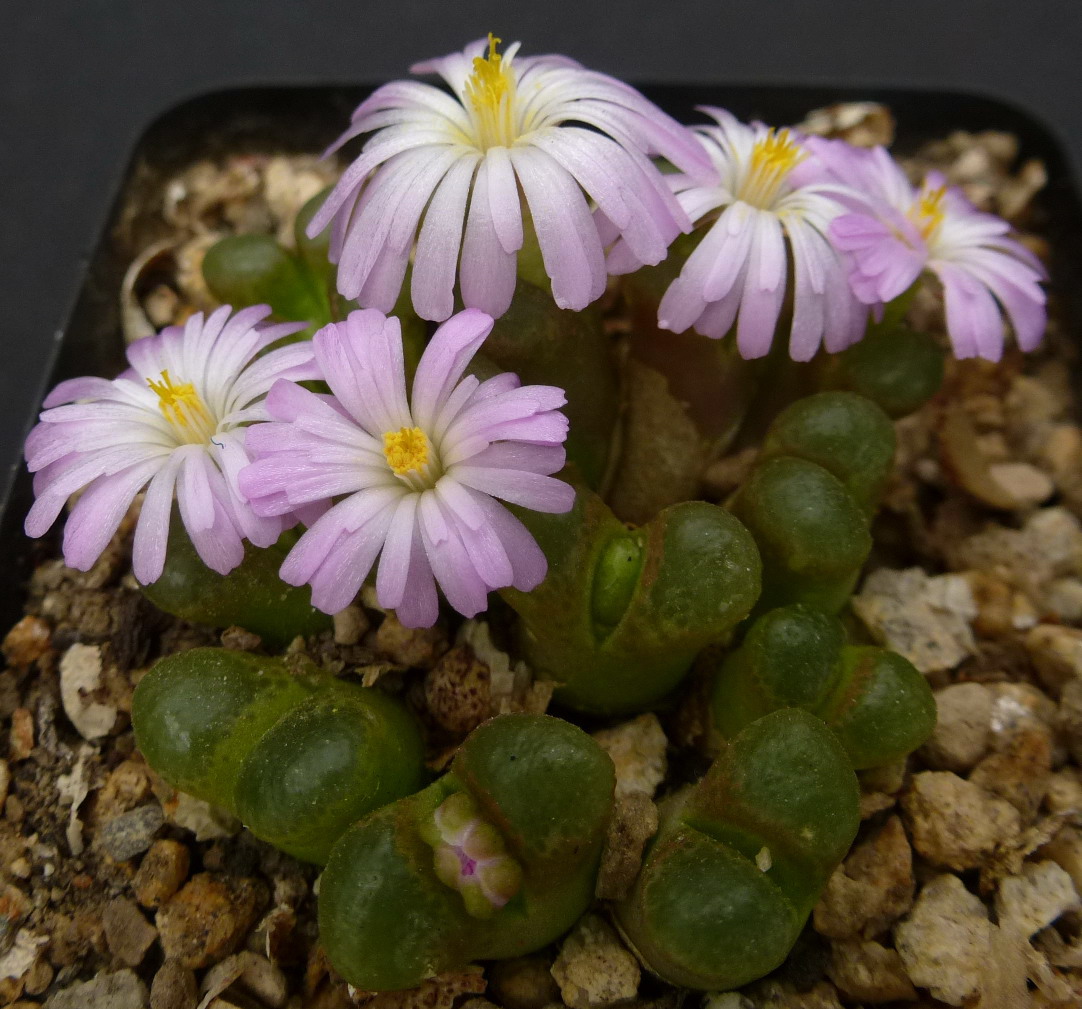 Conophytum SUBFENESTRATUM - Конофитум Мелкоокончатый, 3 семени — изображение 2