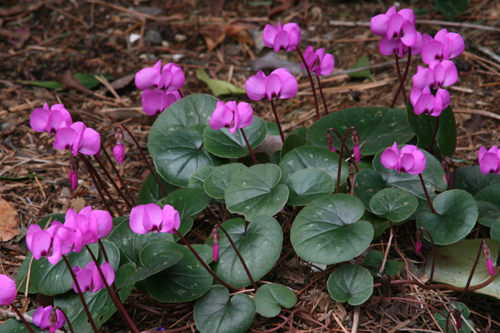 Cyclamen COUM - Цикламен Косский, 2 семени — изображение 3