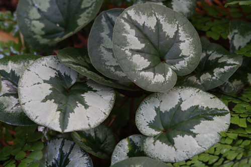 Cyclamen COUM - Цикламен Косский, 2 семени — изображение 2