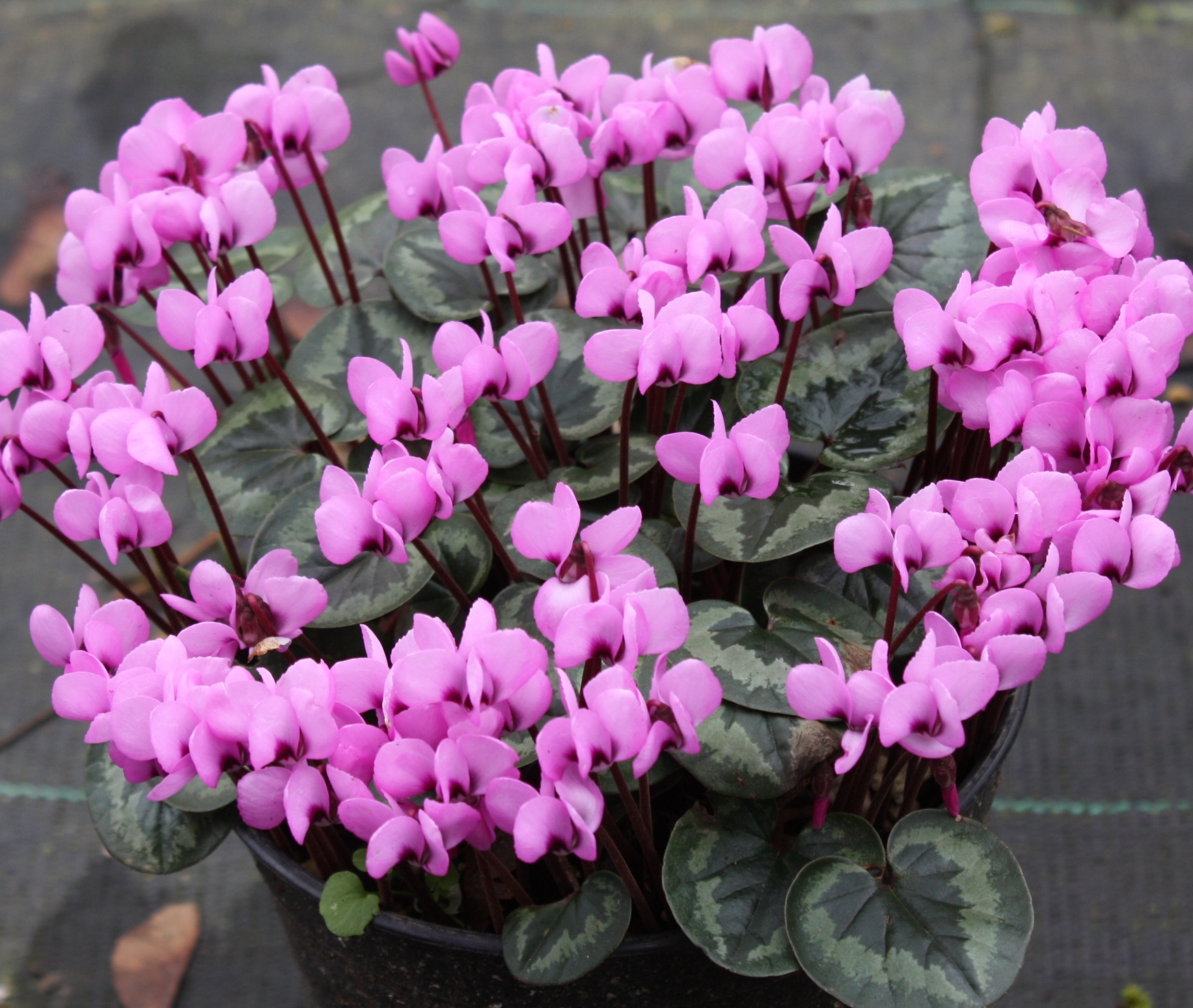 Cyclamen COUM - Цикламен Косский, 2 семени