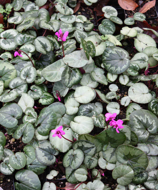 Cyclamen COUM - Цикламен Косский, 2 семени — изображение 5