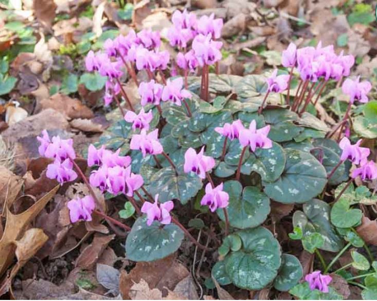 Cyclamen COUM - Цикламен Косский, 2 семени — изображение 4