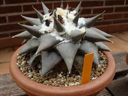 Ariocarpus CONFUSUS - Ариокарпус Смущенный, 2 семени