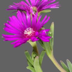 Delosperma COOPERI - Делосперма Купера, 3 семени