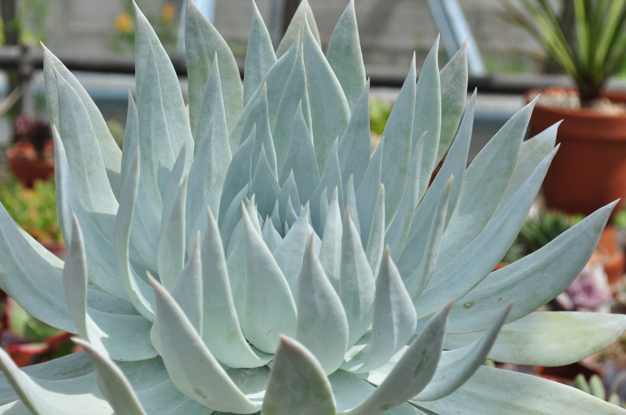 Dudleya BRITTONII - Дудлея Бриттони, 3 семени — изображение 2