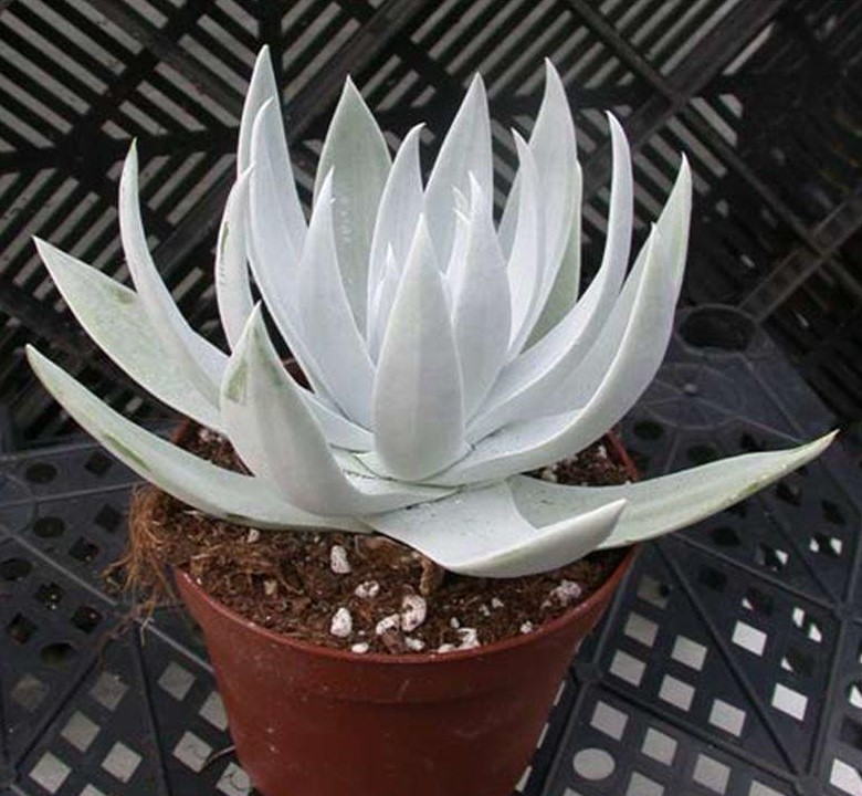 Dudleya BRITTONII - Дудлея Бриттони, 3 семени