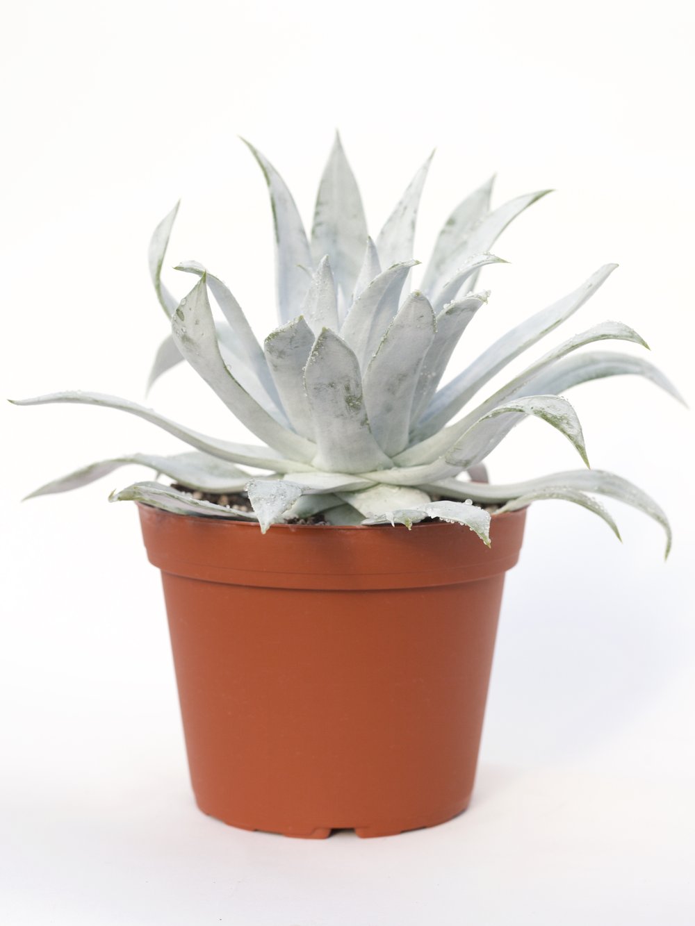 Dudleya BRITTONII - Дудлея Бриттони, 3 семени — изображение 3